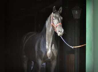 German Sport Horse, Gelding, 4 years, 17 hh, Black