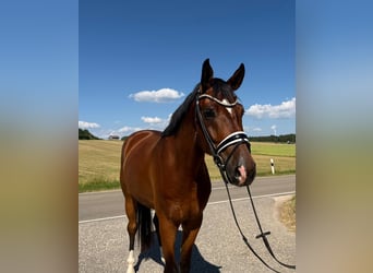 German Sport Horse, Gelding, 4 years, 17 hh, Brown