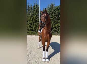 German Sport Horse, Gelding, 4 years, 17 hh, Brown