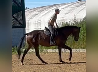 German Sport Horse, Gelding, 4 years, 17 hh, Brown