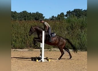German Sport Horse, Gelding, 4 years, 17 hh, Brown