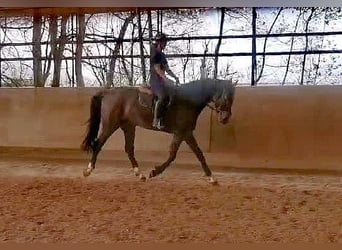 German Sport Horse, Gelding, 4 years, 17 hh, Brown