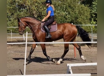 German Sport Horse, Gelding, 4 years, 17 hh, Brown