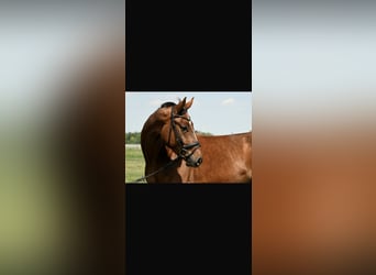 German Sport Horse, Gelding, 4 years, 17 hh, Chestnut-Red