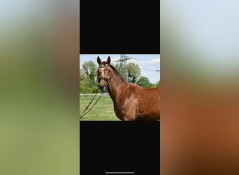 German Sport Horse, Gelding, 4 years, 17 hh, Chestnut-Red