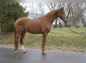 German Sport Horse, Gelding, 4 years, 17 hh, Chestnut-Red