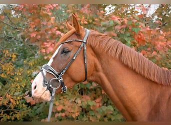 German Sport Horse, Gelding, 4 years, 17 hh, Chestnut-Red