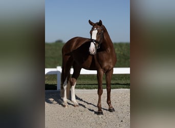 German Sport Horse, Gelding, 4 years, 17 hh, Chestnut-Red