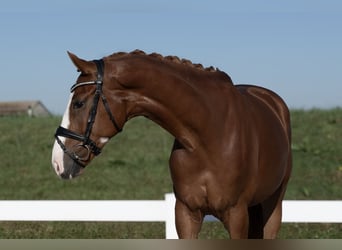 German Sport Horse, Gelding, 4 years, 17 hh, Chestnut-Red