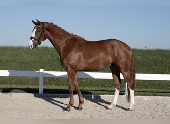 German Sport Horse, Gelding, 4 years, 17 hh, Chestnut-Red