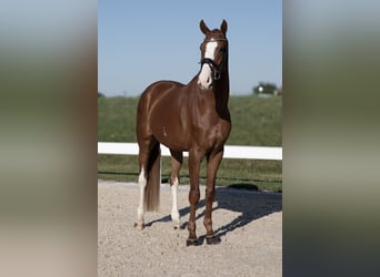 German Sport Horse, Gelding, 4 years, 17 hh, Chestnut-Red
