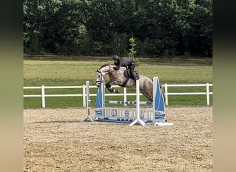 German Sport Horse, Gelding, 4 years, 17 hh, Gray