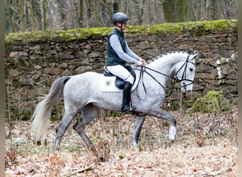 German Sport Horse, Gelding, 4 years, 17 hh, Gray