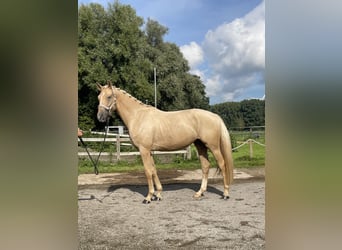 German Sport Horse, Gelding, 4 years, 17 hh, Palomino