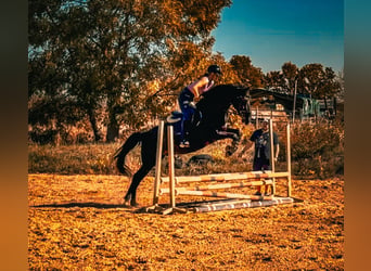 German Sport Horse, Gelding, 4 years, 17 hh, Smoky-Black