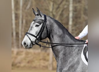 German Sport Horse, Gelding, 4 years, 17,1 hh, Grey