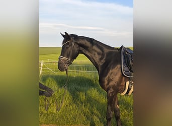 German Sport Horse, Gelding, 4 years, 17,1 hh, Smoky-Black