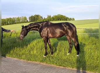German Sport Horse, Gelding, 4 years, 17,1 hh, Smoky-Black