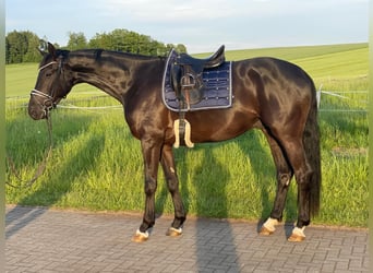 German Sport Horse, Gelding, 4 years, 17,1 hh, Smoky-Black