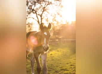 German Sport Horse, Gelding, 4 years, 17,2 hh, Bay-Dark