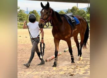 German Sport Horse, Gelding, 4 years, 17,2 hh, Brown