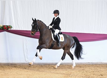 German Sport Horse, Gelding, 4 years, Bay-Dark