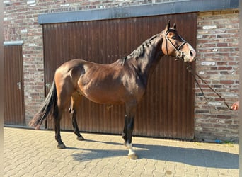 German Sport Horse, Gelding, 4 years, Bay-Dark