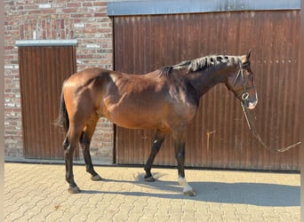 German Sport Horse, Gelding, 4 years, Bay-Dark