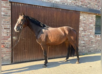 German Sport Horse, Gelding, 4 years, Bay-Dark