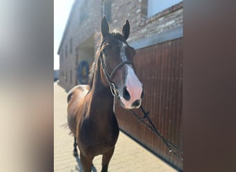 German Sport Horse, Gelding, 4 years, Bay-Dark