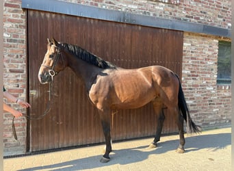 German Sport Horse, Gelding, 4 years, Bay-Dark