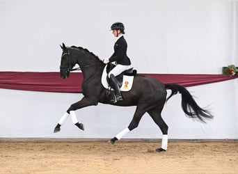German Sport Horse, Gelding, 4 years, Black