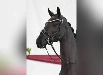 German Sport Horse, Gelding, 4 years, Black