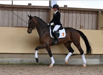 German Sport Horse, Gelding, 4 years, Brown