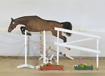 German Sport Horse, Gelding, 4 years, Brown