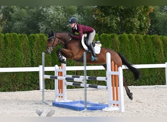 German Sport Horse, Gelding, 4 years, Brown