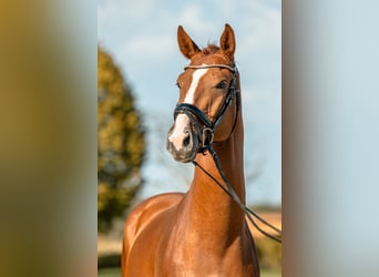 German Sport Horse, Gelding, 4 years, Chestnut-Red