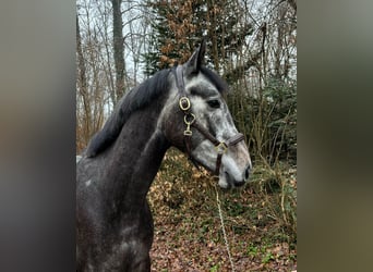 German Sport Horse, Gelding, 4 years