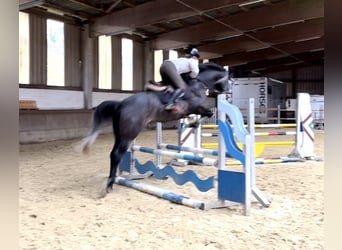 German Sport Horse, Gelding, 4 years