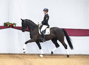 German Sport Horse, Gelding, 4 years, Smoky-Black
