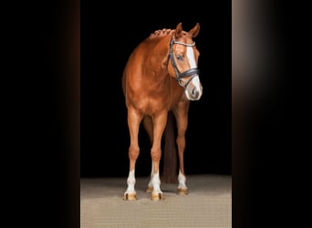 German Sport Horse, Gelding, 5 years, 14,1 hh, Chestnut-Red