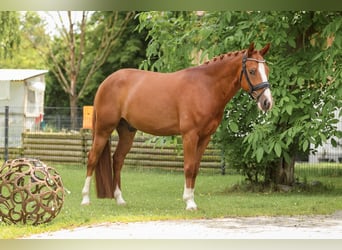 German Sport Horse, Gelding, 5 years, 14,1 hh, Chestnut-Red