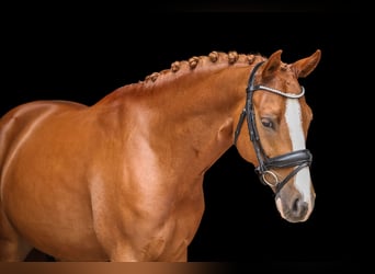 German Sport Horse, Gelding, 5 years, 14,1 hh, Chestnut-Red