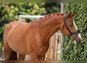 German Sport Horse, Gelding, 5 years, 14,1 hh, Chestnut-Red