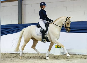 German Sport Horse, Gelding, 5 years, 15.2 hh, Palomino