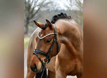German Sport Horse, Gelding, 5 years, 15.3 hh, Brown