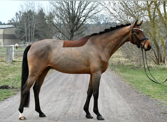 German Sport Horse, Gelding, 5 years, 15.3 hh, Brown