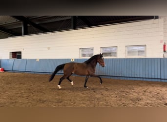 German Sport Horse, Gelding, 5 years, 15.3 hh, Brown