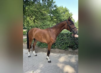 German Sport Horse, Gelding, 5 years, 15.3 hh, Brown