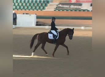 German Sport Horse, Gelding, 5 years, 15.3 hh, Chestnut-Red